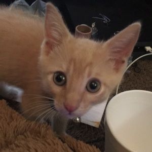 Meet your Posher, Alandra